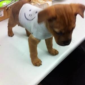 Meet your Posher, Douglas